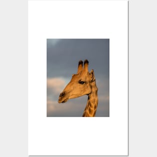 Portrait of a giraffe Posters and Art